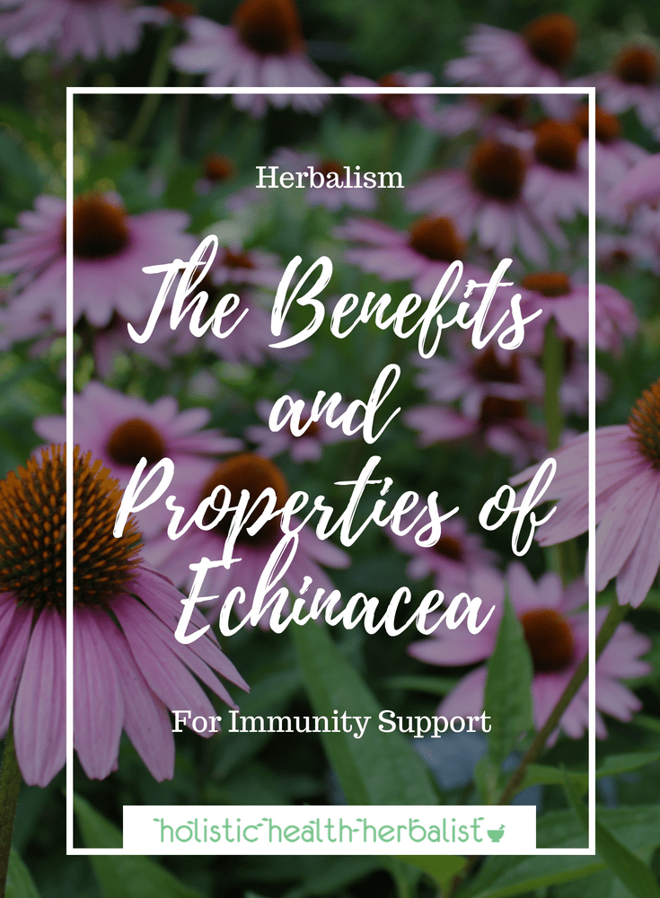 The Benefits and Properties of Echinacea - Learn how echinacea can support immunity and why you should be using this amazing herb for cold and flu support.