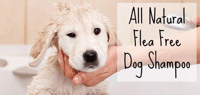 All Natural Flea Free Dog Shampoo Recipe.