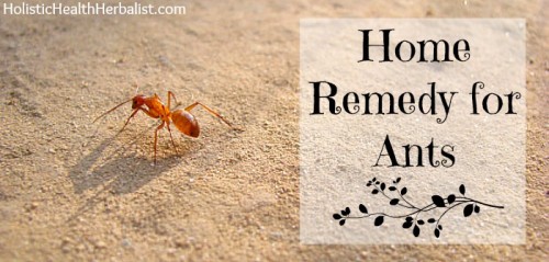 Home Remedy For Ants 500x239 