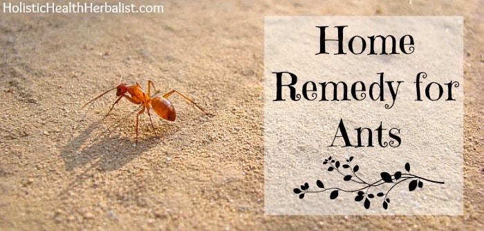 home remedy for ants that really works
