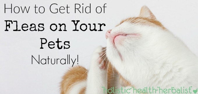 Learn how to get rid of fleas naturally with one simple all natural ingredient!