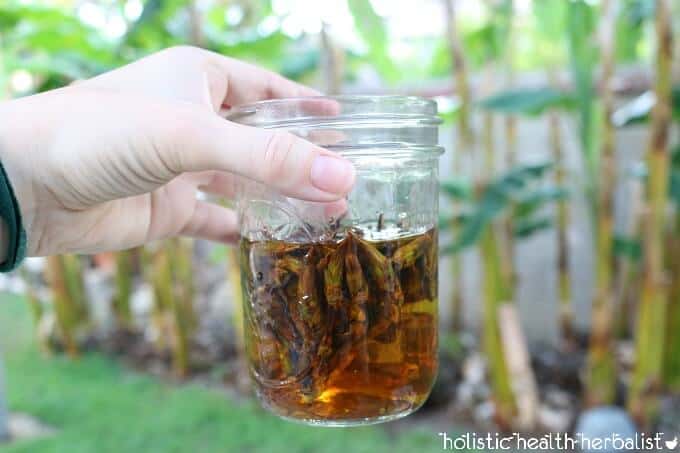 How to Make Cottonwood Tincture from cottonwood buds
