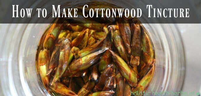 How to Make Cottonwood Tincture