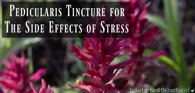 Pedicularis Tincture for The Side Effects of Stress