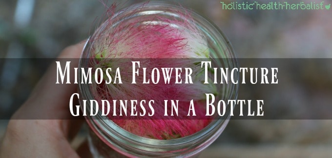 Mimosa Flower Tincture Giddiness In A Bottle Holistic Health Herbalist