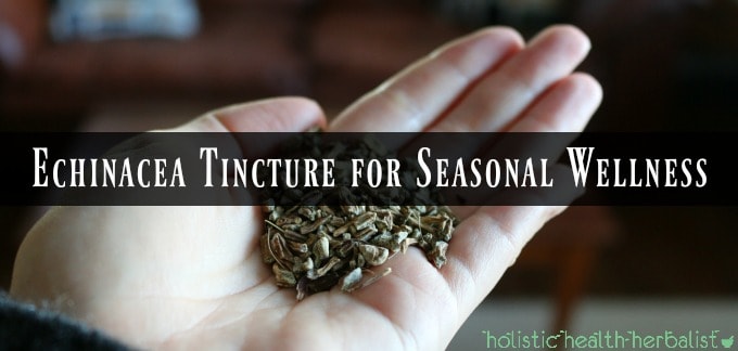 Echinacea Tincture for Seasonal Wellness